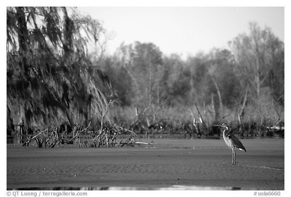 Bird in the swamp, Lake Martin. Louisiana, USA