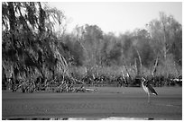 Bird in the swamp, Lake Martin. Louisiana, USA (black and white)