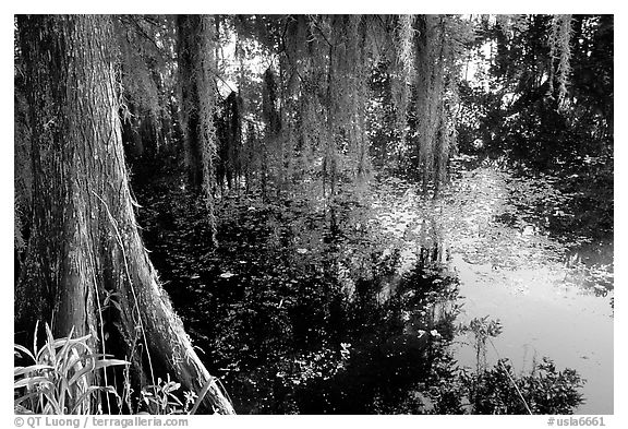 Cypress and reflections, Lake Martin. Louisiana, USA (black and white)