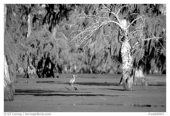 Bird in the swamp, Lake Martin. Louisiana, USA (black and white)