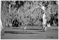 Bird in the swamp, Lake Martin. Louisiana, USA ( black and white)