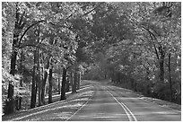 Roadway in forest. Natchez Trace Parkway, Mississippi, USA ( black and white)