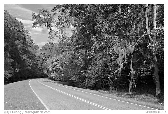 Road curve bordered by tree with Spanish Moss. Natchez Trace Parkway, Mississippi, USA (black and white)