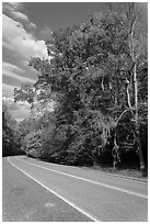 Road turn with trees and Spanish Moss. Natchez Trace Parkway, Mississippi, USA (black and white)