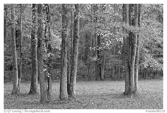 Trees in fall. Natchez Trace Parkway, Mississippi, USA (black and white)