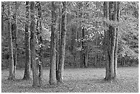 Trees in fall. Natchez Trace Parkway, Mississippi, USA (black and white)