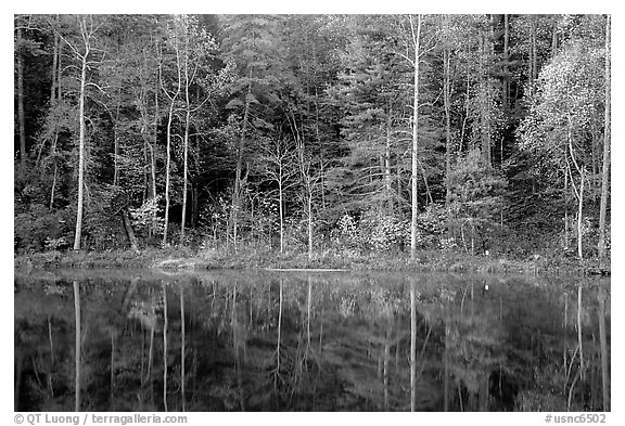 Trees in fall colors reflected in a pond, Blue Ridge Parkway. Virginia, USA (black and white)
