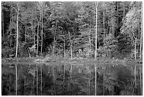 Trees in fall colors reflected in a pond, Blue Ridge Parkway. Virginia, USA (black and white)