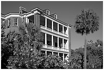 Antebellum house and palm tree. Charleston, South Carolina, USA (black and white)