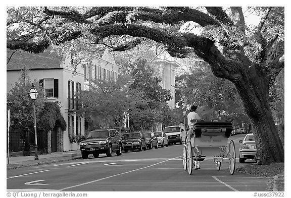 Street and horse carriage. Charleston, South Carolina, USA (black and white)