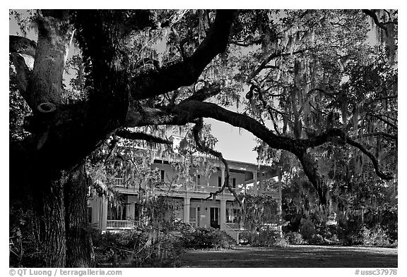 Huge live oak tree and house. Beaufort, South Carolina, USA