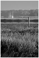 Grasses and yachts in Beaufort bay, early morning. Beaufort, South Carolina, USA ( black and white)