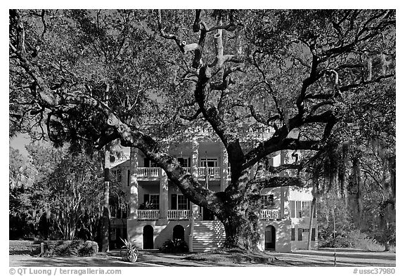 Live oak tree and brick house known as the Castle. Beaufort, South Carolina, USA