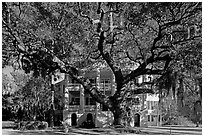 Live oak tree and brick house known as the Castle. Beaufort, South Carolina, USA ( black and white)