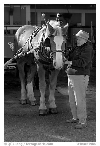 Woman grooming carriage horse. Beaufort, South Carolina, USA (black and white)