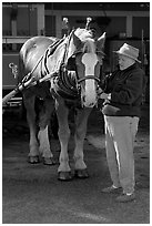 Woman grooming carriage horse. Beaufort, South Carolina, USA ( black and white)