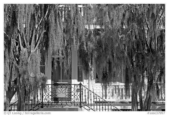 Spanish moss and house. Beaufort, South Carolina, USA (black and white)