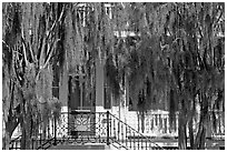 Spanish moss and house. Beaufort, South Carolina, USA ( black and white)