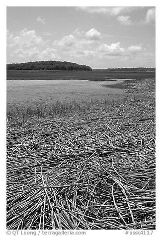 Grasses, Hilton Head. South Carolina, USA (black and white)