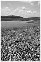 Grasses, Hilton Head. South Carolina, USA (black and white)