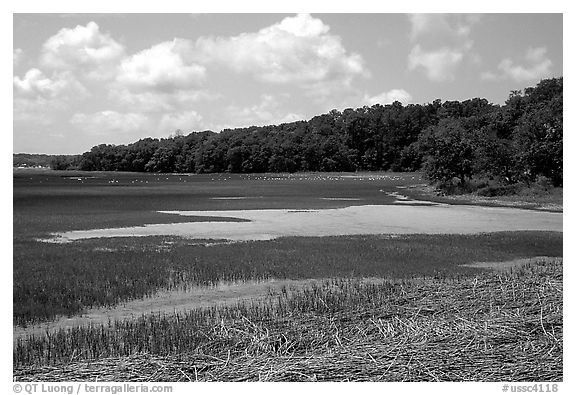 Grasses and birds,  Hilton Head. South Carolina, USA