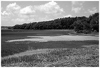 Grasses and birds,  Hilton Head. South Carolina, USA ( black and white)
