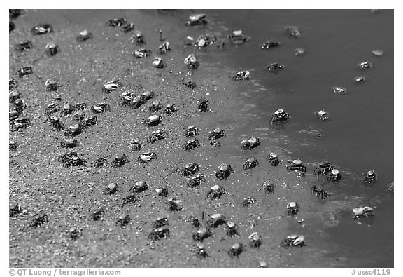 Tiny crabs, Hilton Head. South Carolina, USA