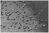 Tiny crabs, Hilton Head. South Carolina, USA ( black and white)