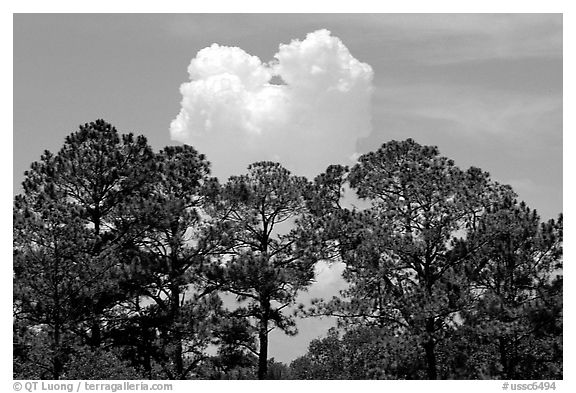 Trees and cloud, Hilton Head. South Carolina, USA (black and white)