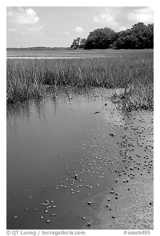 Crabs in a pond, grasses, Hilton Head. South Carolina, USA (black and white)