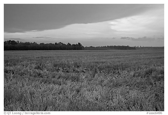 Grasses at sunset, Hilton Head. South Carolina, USA