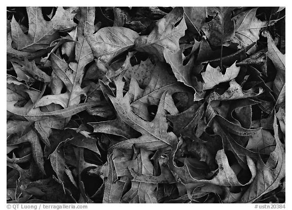 Fallen leaves close-up. USA (black and white)
