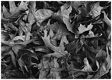 Fallen leaves close-up. USA ( black and white)