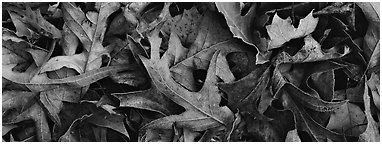 Close-up of falling leaves with frost. Tennessee, USA (Panoramic black and white)