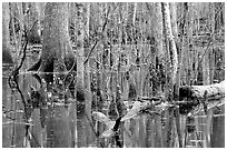 Cypress in Reelfoot National Wildlife Refuge. Tennessee, USA (black and white)