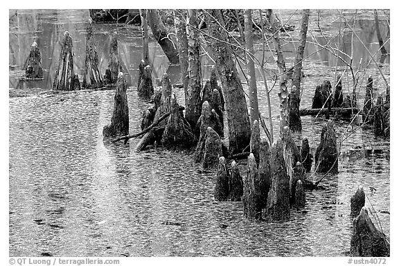 Cypress Knees in Reelfoot National Wildlife Refuge. Tennessee, USA (black and white)