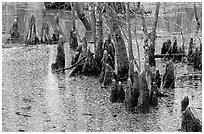 Cypress Knees in Reelfoot National Wildlife Refuge. Tennessee, USA ( black and white)
