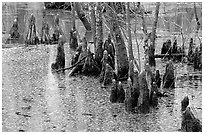 Cypress Knees in Reelfoot National Wildlife Refuge. Tennessee, USA (black and white)