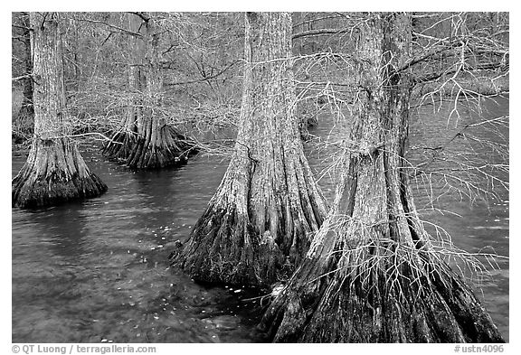 Cypress in Reelfoot National Wildlife Refuge. Tennessee, USA (black and white)