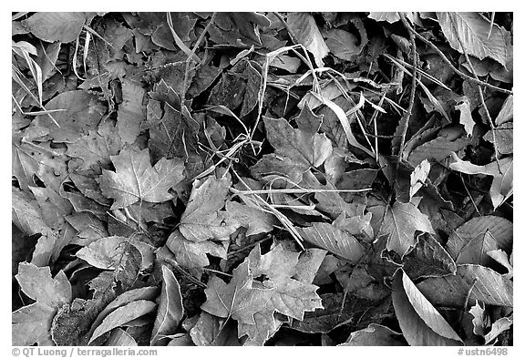 Fallen leaves with morning frost. Tennessee, USA