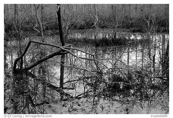 Swamp reflections. Tennessee, USA (black and white)