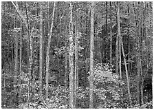 Trees in fall color, Blue Ridge Parkway. USA ( black and white)