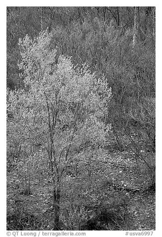 Redbud tree in bloom and tree leafing out. Virginia, USA (black and white)