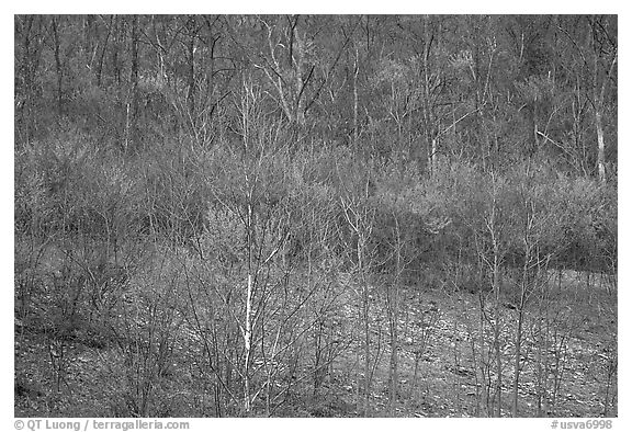 Redbud trees in bloom. Virginia, USA (black and white)