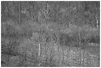 Redbud trees in bloom. Virginia, USA ( black and white)