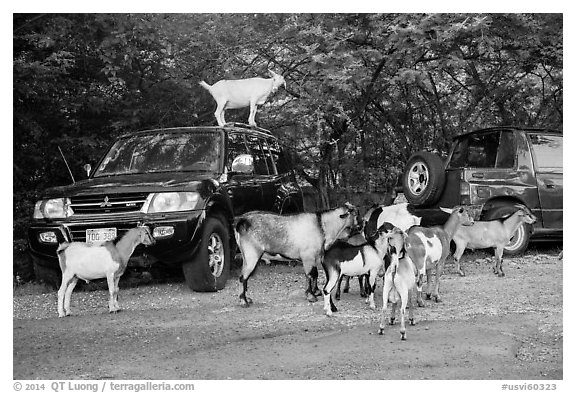 Goats. Saint John, US Virgin Islands (black and white)