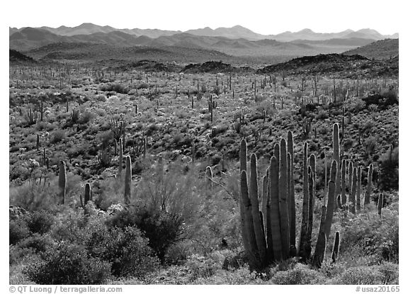 Cactus and Puerto Blanco Mountains. Organ Pipe Cactus  National Monument, Arizona, USA