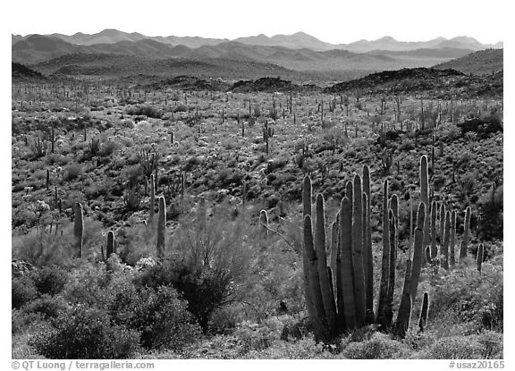 Cactus and Puerto Blanco Mountains. Organ Pipe Cactus  National Monument, Arizona, USA (black and white)