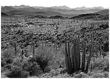 Cactus and Puerto Blanco Mountains. USA ( black and white)