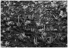 Ocotillo and cactus on a slope. USA ( black and white)